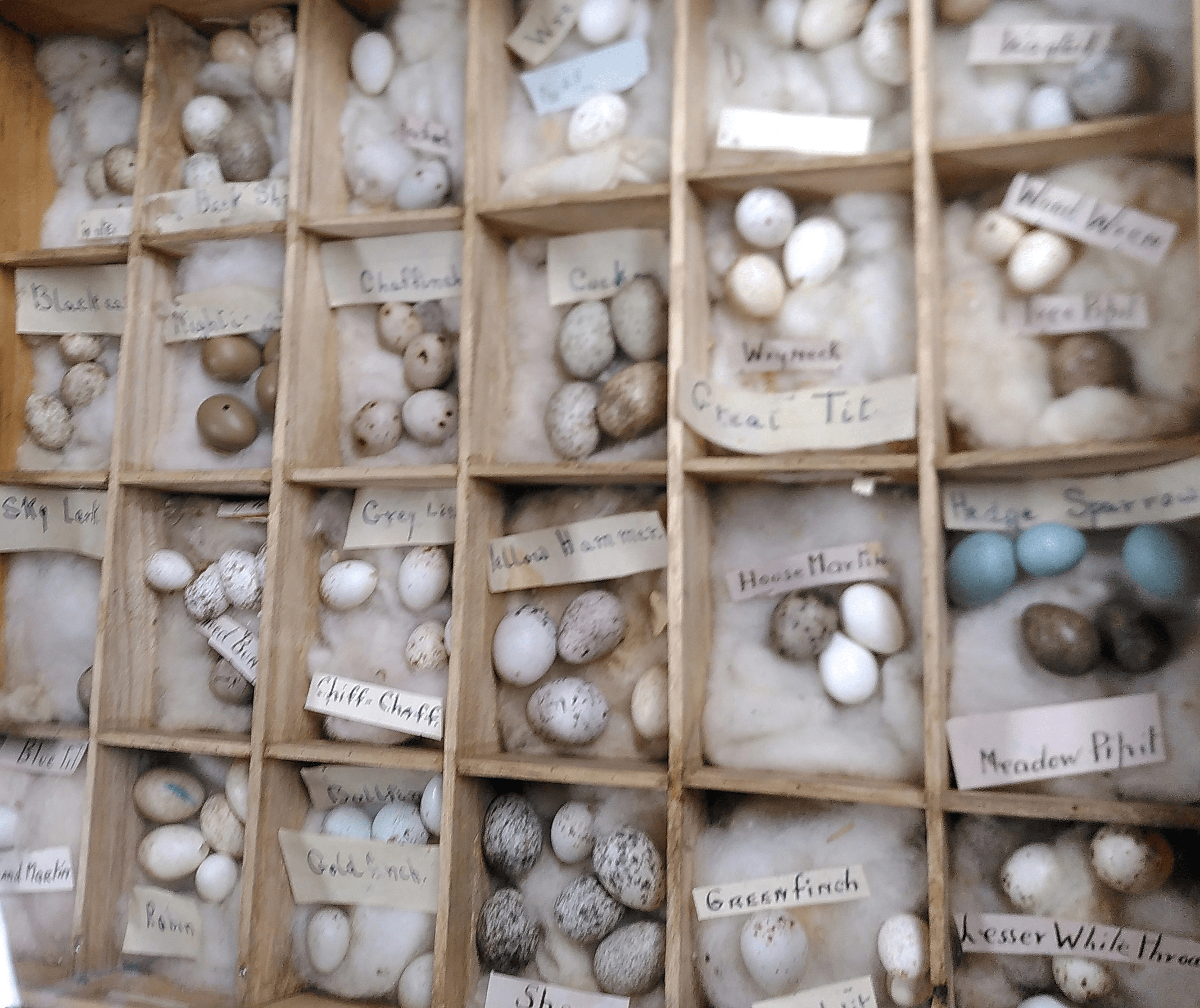 The beautiful egg collection of Tenterden Museum